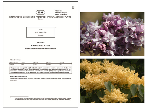 Guidelines for Conduct of Tests for Distinctness, Uniformity and Stability- Lilac was published by International Union For The Protection Of New Varieties Of Plant (UPOV) in 2014