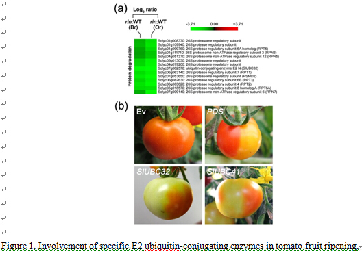 Regulation of Fruit Ripening by Specific E2 Ubiquitin-Conjugating Enzymes in Tomato