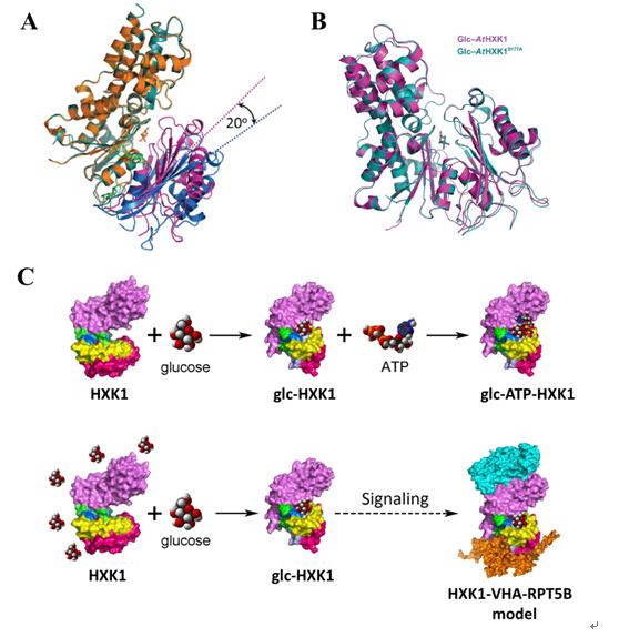 Structural Basis for the Dual Functions of Arabidopsis Hexokinase 1