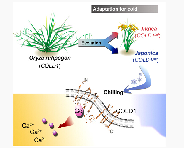 Scientists Find How Rice Copes with Chilling
