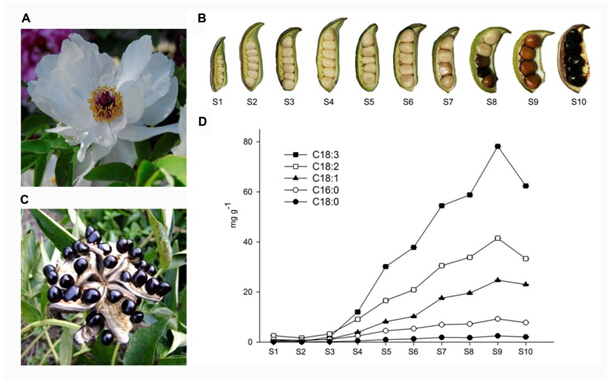 Scientists Make Progress in the Germplasm Evaluation of Oil Tree Peony and the Molecular Mechanism Responsible for High α-linolenic Acid Accumulation
