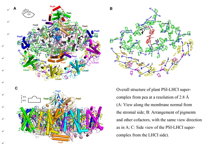 Scientists Revealed the First Atomic View of PSI-LHCI in the Journal of Science