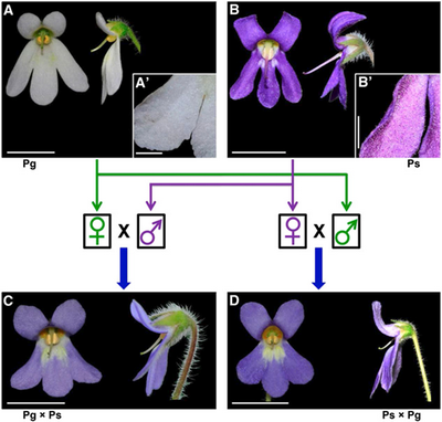 New Findings in the evolutionary mechanism of molecular regulation in floral symmetry