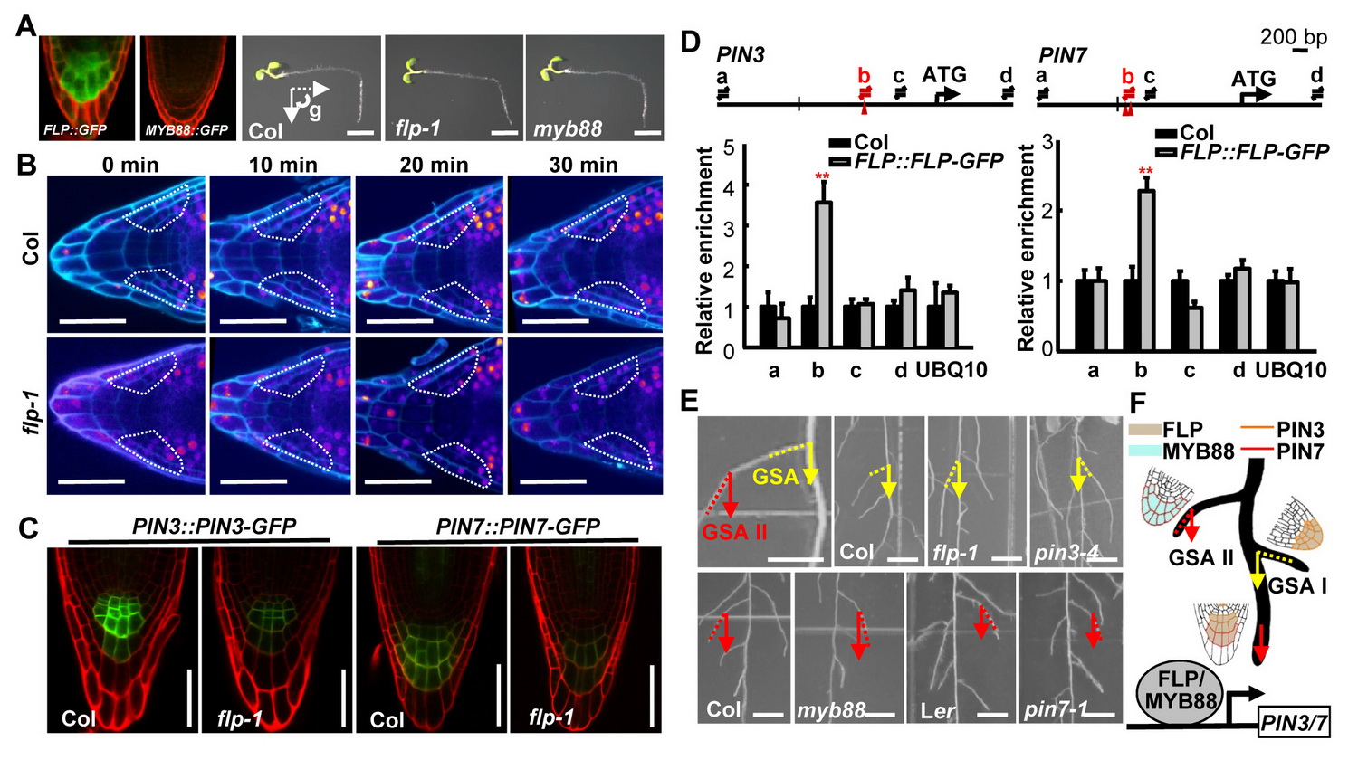 Why Roots Grow Vertically: New Breakthrough in the Research on Roots Gravitropism