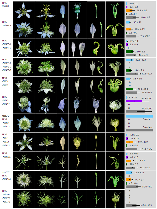 Why Flowers Look so Different: Scientists Make Progress in the Flexibility of Floral Structure and Its Underlying Mechanisms