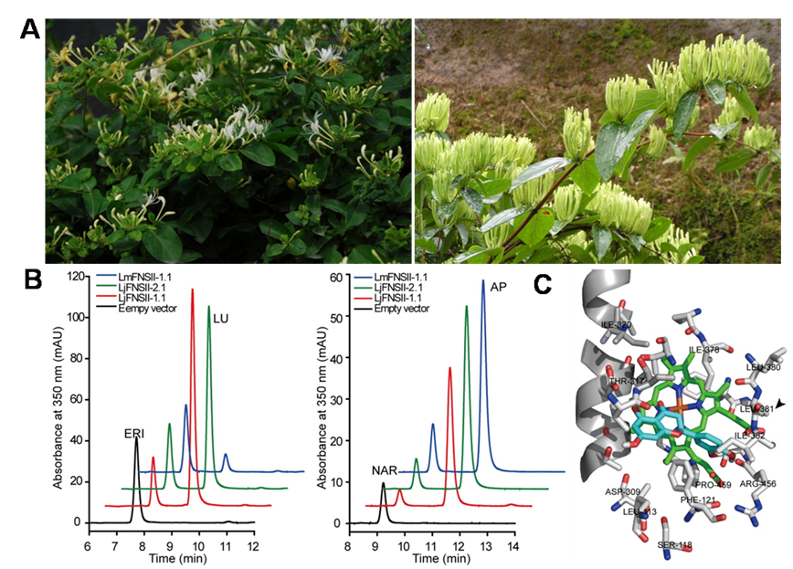 Flavone synthases from Lonicera japonica and L. macranthoides reveal differential flavones accumulation patterns