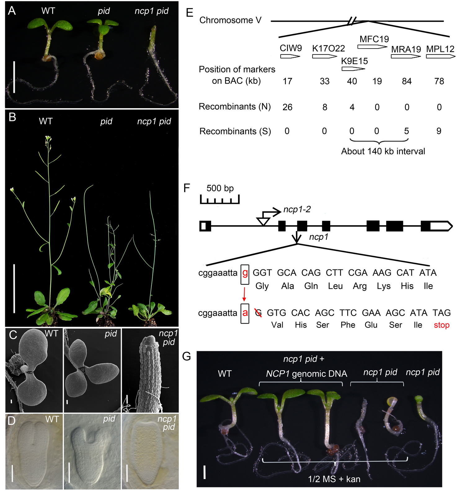 When Hippo meets auxin: a new player in auxin-mediated plant development identified