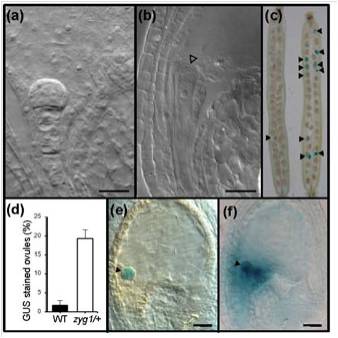 LIU Chunming's group deciphered the machiney underling the zygote activation in plants