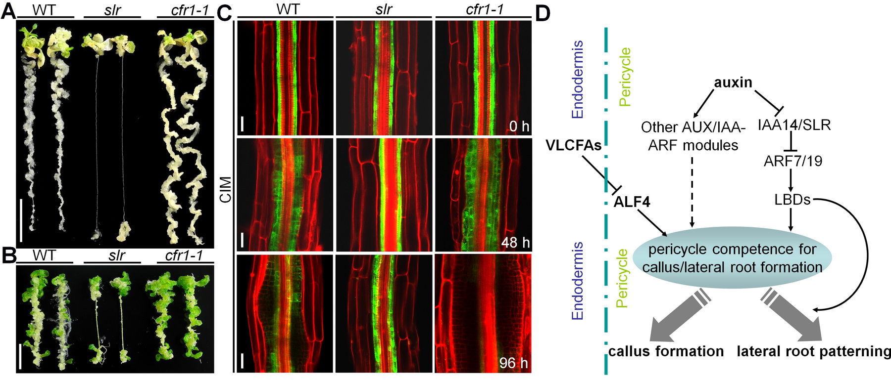 Very-long-chain fatty acids act as signals in confining the regeneration capacity of plants