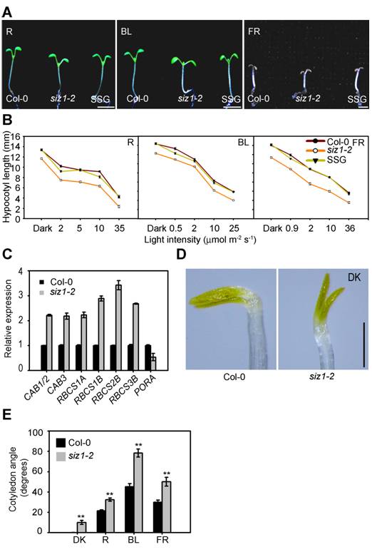 JIN Jingbo's lab characterized a molecular mechanism by which SUMO modification regulates photomorphogenesis