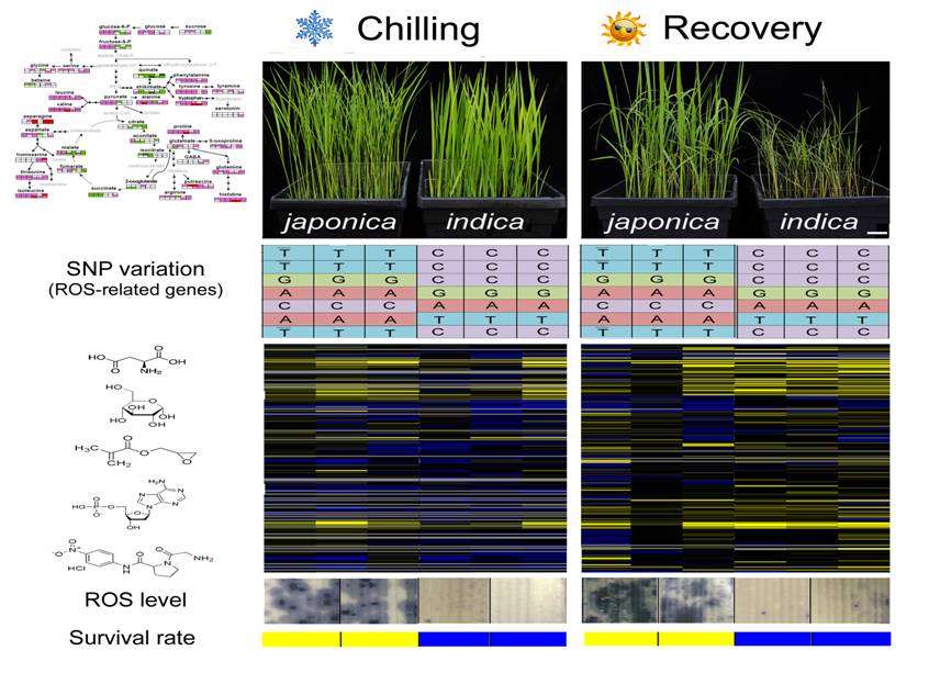 Novel metabolic mechanism underlying the adaptation of chilling tolerance in rice — Rapid ROS induction mediated metabolic response determines the degree of chilling tolerance in rice
