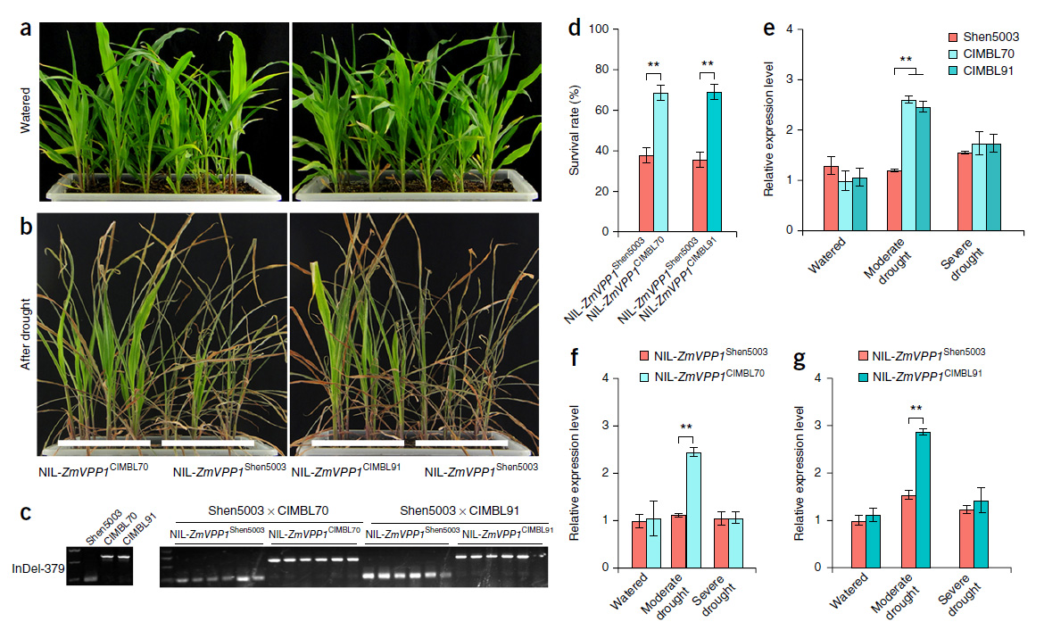 Dr. QIN Feng’s group found ZmVPP1 gene contributes to drought tolerance in maize seedlings