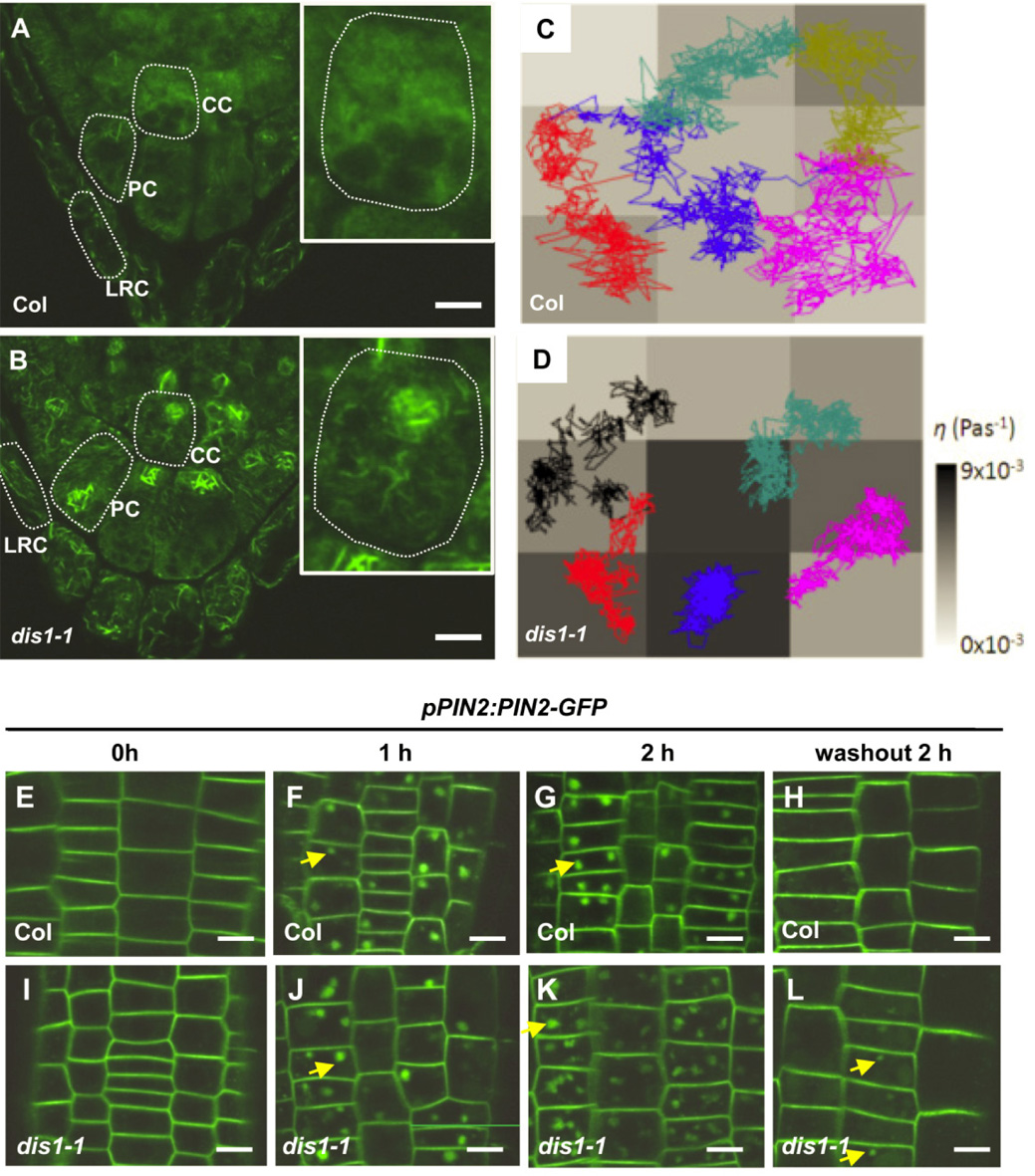 Le’s Group revealed the role of plant actin-related protein ARP3 in gravitropism