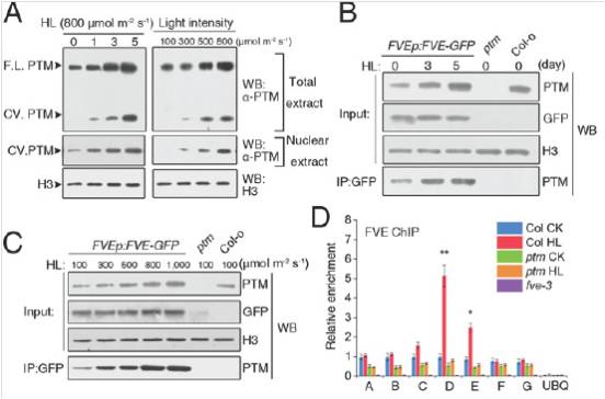Researchers Found Chloroplasts Function as Essential Sensors of High Light to Regulate Flowering