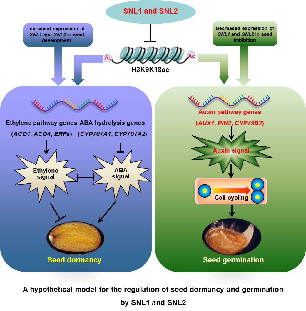 New epigenetic regulator of seed dormancy and germination: Histone deacetylase binding factor SNL1 and SNL2