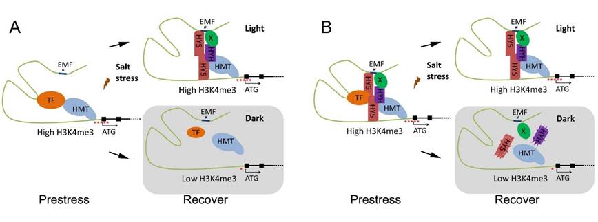How do plants response to stress?