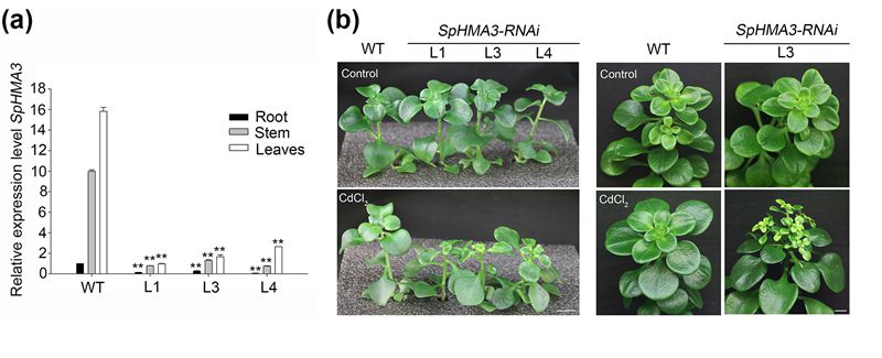 Researchers found heavy metal ATPase 3 (HMA3) conferring cadmium hypertolerance on the cadmium/zinc hyperaccumulator Sedum plumbizincicola