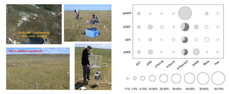 Recent Advances in the Responses of Ecosystem Carbon Fluxes to N Addition by Researchers of the IBCAS