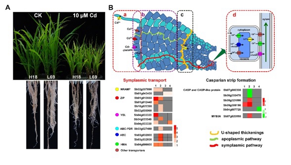 New progress on molecular mechanisms of cadmium accumulation in sweet sorghum by Researchers of the IBCAS