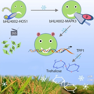 Chinese Scientists Reveal a Novel Signaling Pathway for Chilling Tolerance in Rice