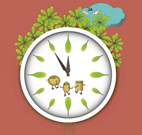 Researchers discovered novel molecular mechanism of circadian clock gating JA-induced leaf senescence in Arabidopsis