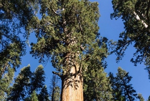What are Giant Sequoia Groves Suffering when Experiencing Multiyear Dry Periods in a Warming Climate?
