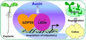 Chinese Researchers Discover a New Factor Controlling Auxin-induced Cell Reprograming in Arabidopsis Regeneration