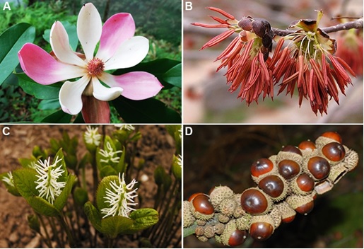 Scientists Reveal the Evolutionary History of the Angiosperm Flora of China
