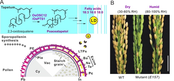 Scientists reveal triterpene biosynthesis regulating a novel humidity-sensitive male sterility in rice