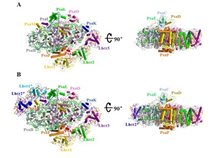 Scientists reveal the structure of photosystem I-light harvesting supercomplex by cryo-EM from a red alga