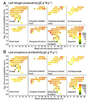 Researchers identified the patterns of plant carbon, nitrogen, and phosphorus concentration in relation to productivity