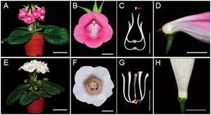 Researchers reveal the genetic mechanism underlying the horizontal floral orientation linked to floral zygomorphy and trace the origin of Darwin’s peloric gloxinia (Sinningia speciosa)