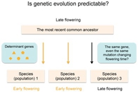 Is genetic evolution predictable?