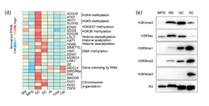 Researchers reveal the molecular roadmap and long noncoding RNA landscape of sperm cell lineage development