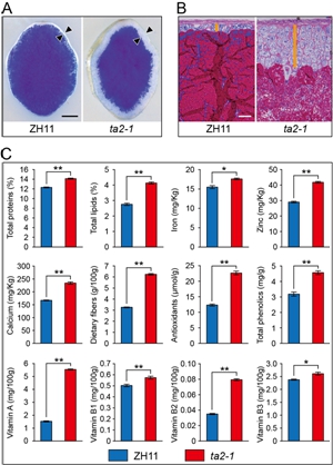 Scientists discovered a novel way to improve the nutritional value of rice