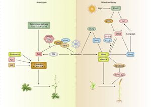 Plants remember winter through the molecular module