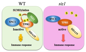 Researchers reveal the new regulatory pathway of plant immunity