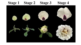 Researchers discovered the molecular mechanism of petal blotches formation on tree peony