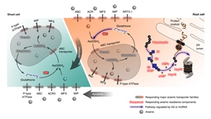 Researchers revealed the arsenic hyperaccumulation mechanism and its regulatory network in Pteris vittata