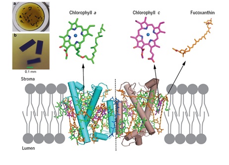 Antenna Protein Structure Reveals the Basis of Efficient Blue-green Light Harvesting and Photoprotection in Diatoms