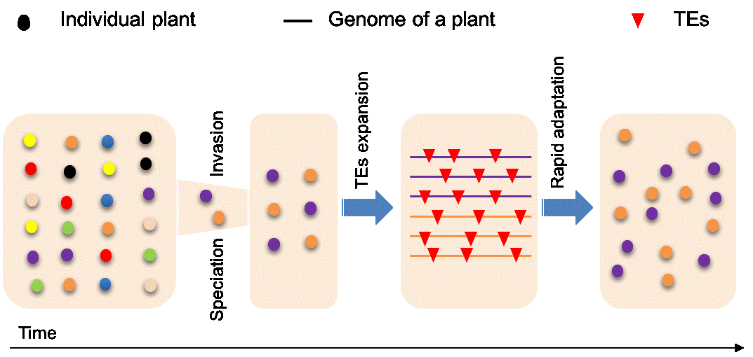 Expansion of transposable elements explains genetic paradox of biological invasion