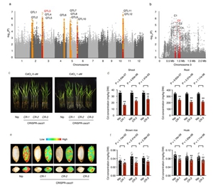 Researchers Make Progresses in the Low-Cd Rice Study