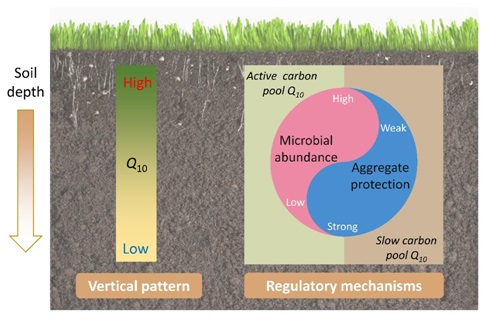 Researchers Reveal Regulatory Mechanisms of the Temperature Sensitivity of Soil Organic Matter Decomposition in Alpine Grasslands