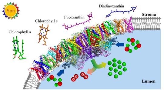 Structure of a photosystem II supercomplex from diatom unravels the energy-harvesting, transfer and dissipation mechanisms