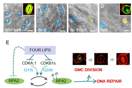 Scientists Find Precise Control of Terminal Division during Plant Stomatal Development