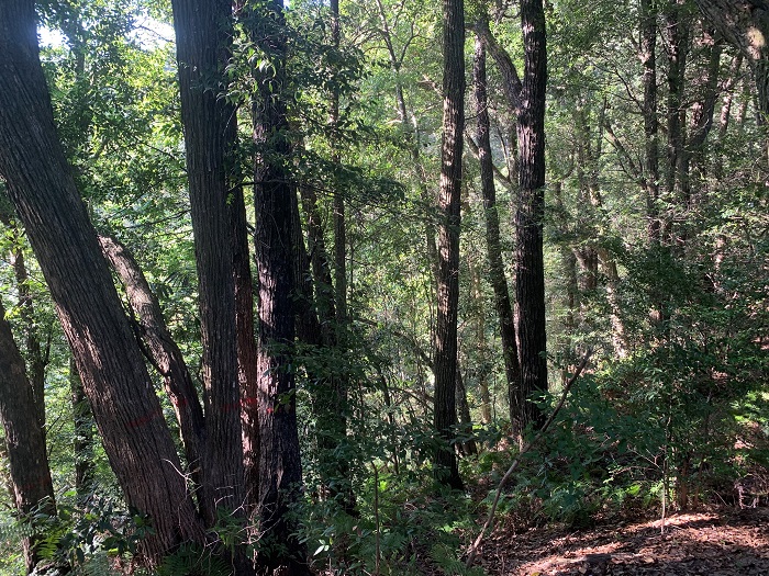 Mechanism Regulating Species Coexistence in a Subtropical Forest Revealed