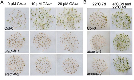 Researchers discover a new regulator of Arabidopsis seed dormancy and germination