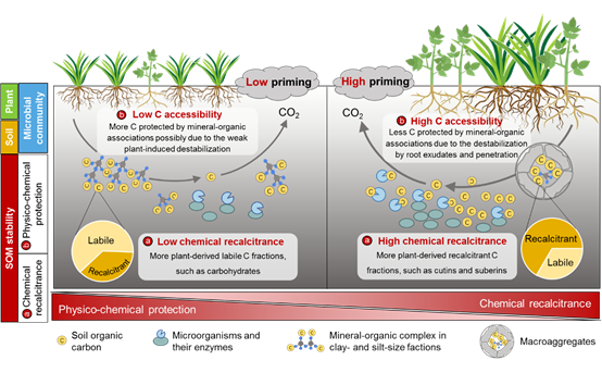 Soil organic matter stability plays a major role in regulating the priming effect