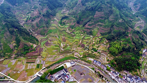 China’s rich plant diversity under human pressure: narrow-ranged losers, widespread winners