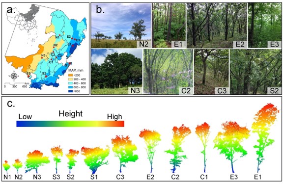 Scientists Revealed Large-Scale Graphical Variations and Climatic Controls on Crown Architecture Traits